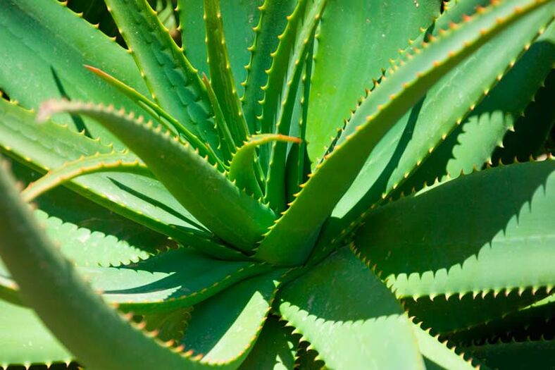 Zerkleinerte Aloe wird auf Warzen aufgetragen, um Wucherungen zu zerstören