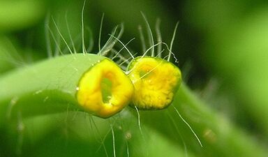 wie man Papillome mit Celandine loswerden
