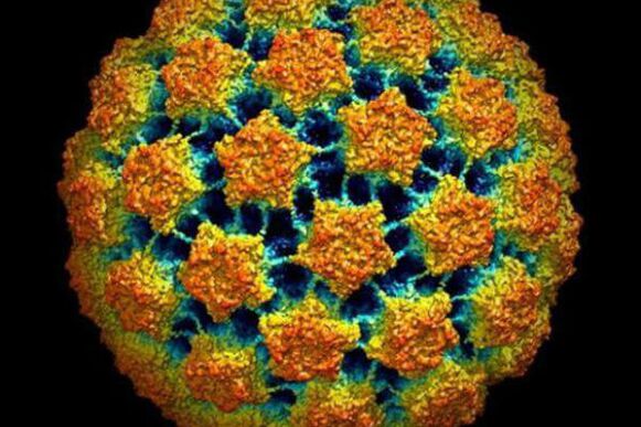 Methoden zur Diagnose des menschlichen Papillomvirus