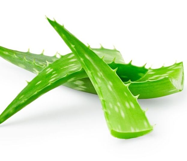 Aloe zur Behandlung von Papillomen