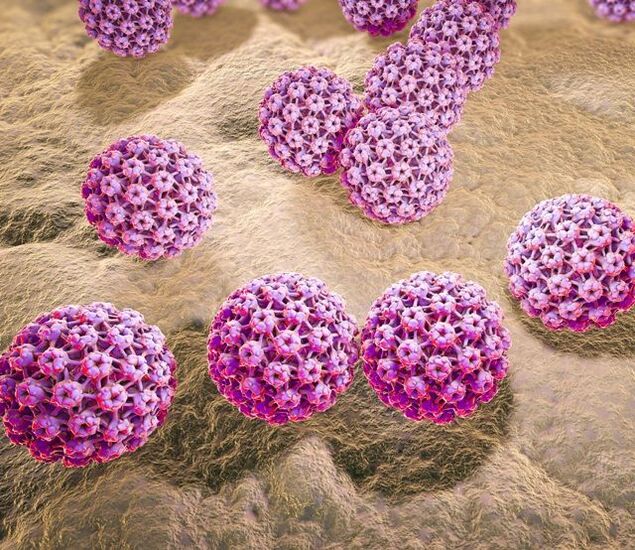 Modell des humanen Papillomavirus