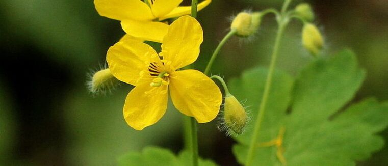 Schöllkraut ist eine Pflanze, die bei der Entfernung von Papillomen helfen kann